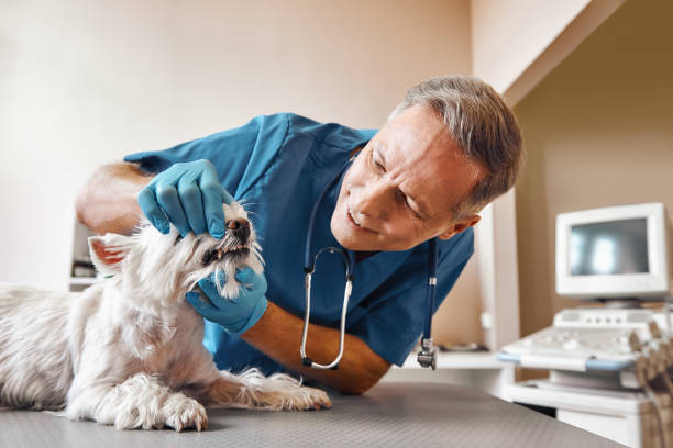 Best Emergency Dentist for Special Needs Patients in Baileyton, AL